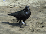 A crow and his shadow7663.jpg