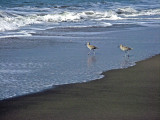 Two shorebirds I7667.jpg