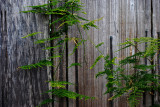 Asparagus fern and old fence<br />1926