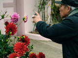 Shooting Dahlias<br />1933