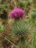 Thistle blossom<br />0630
