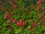 Leaves of three ... poison oak<br />0626