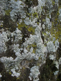 Moss and lichen on the tufa wall<br />8721