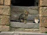 The cats of Piazza San Donato<br />9051