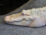 Claude, An Albino Alligator<br />1900