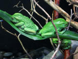 Three Little Green Frogs<br />1897
