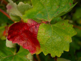 *1*<br />Fall Paints the Leaves