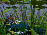 *5*<br />Hidden