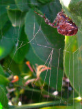 *15*<br />Garden Spider