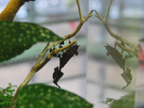 A preying mantis... or a dead leaf?<br />3093