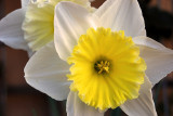 Daffodil <br />DSC_0484