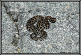 Dusky Pygmy Rattlesnake ( Sistrurus miliarius barbouri )