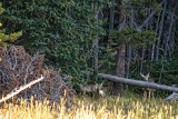 Deer at Yellowstone