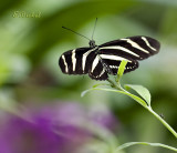 Zebra Long Wing