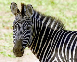 Mama Zebra