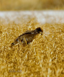 Juvenile Bald Eagle 2008