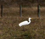 Egret-Kotuku The White Heron