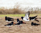 Oyster Catcher Party