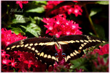 Giant Swallowtail