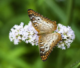 White Peacock