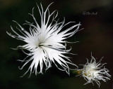 Fuzzy 2010