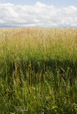 Prairie Grass 2010
