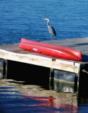 Visitor to the Dock 2009