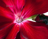 Geranium 2010