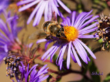 Last Bee of the Season 2010