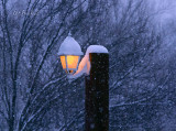 Snowy Night 2011