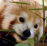 Red Panda