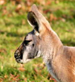 Sleepy Kangeroo