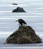 Winter comes early to the Marsh