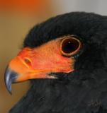 Bateleur  Eagle