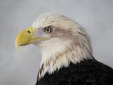 American Bald Eagle