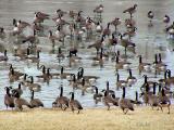 Canada Geese