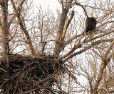 Mom and Pop Eagle at their nest