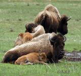 Pile of Bison