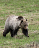 Grizzly Bear Walk