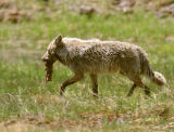 Carrying a Bone Home