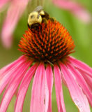 Bee on a Shasta Daisy 2006