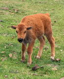 Springtime means Baby Bison