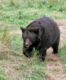 Black Bear in the Wild
