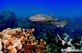 Nurse Shark on Patrol