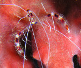 Banded Coral Shrimp 2