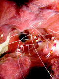 Banded Coral Shrimp 1