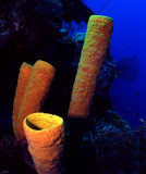 Tube Sponge on the Turneffe Atol Wall