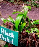 Black Orchid 1