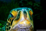 Gentle And Curious Green Turtle