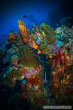 Bonaires Beautiful Reefs